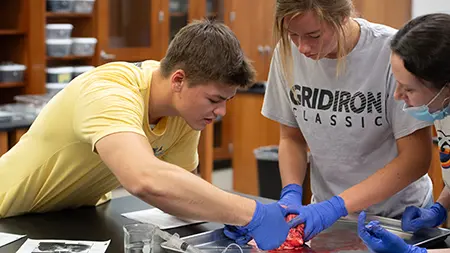 Students collaborating in the dissection lab.