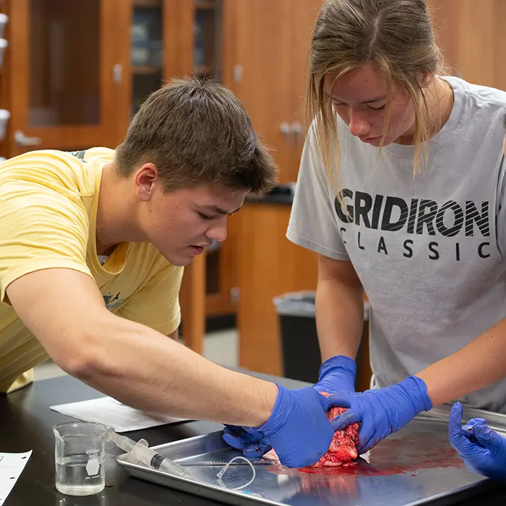 Students collaborating in the dissection lab.